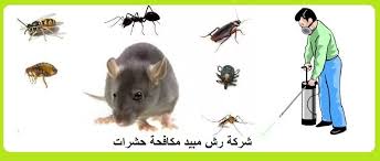 بعض أنواع الآفات و الحشرات التي تقوم شركتنا بالقضاء عليها