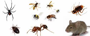 بعض أنواع الحشرات المنزلية الشائعة  التي تتعهد الشركة بالقضاء عليها