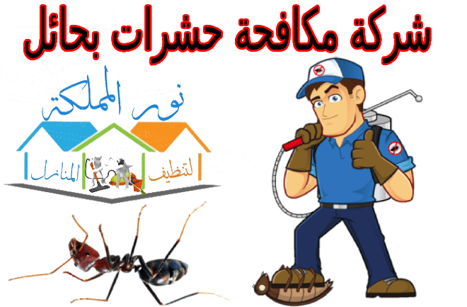 شركة مكافحة حشرات بحائل 0531178175