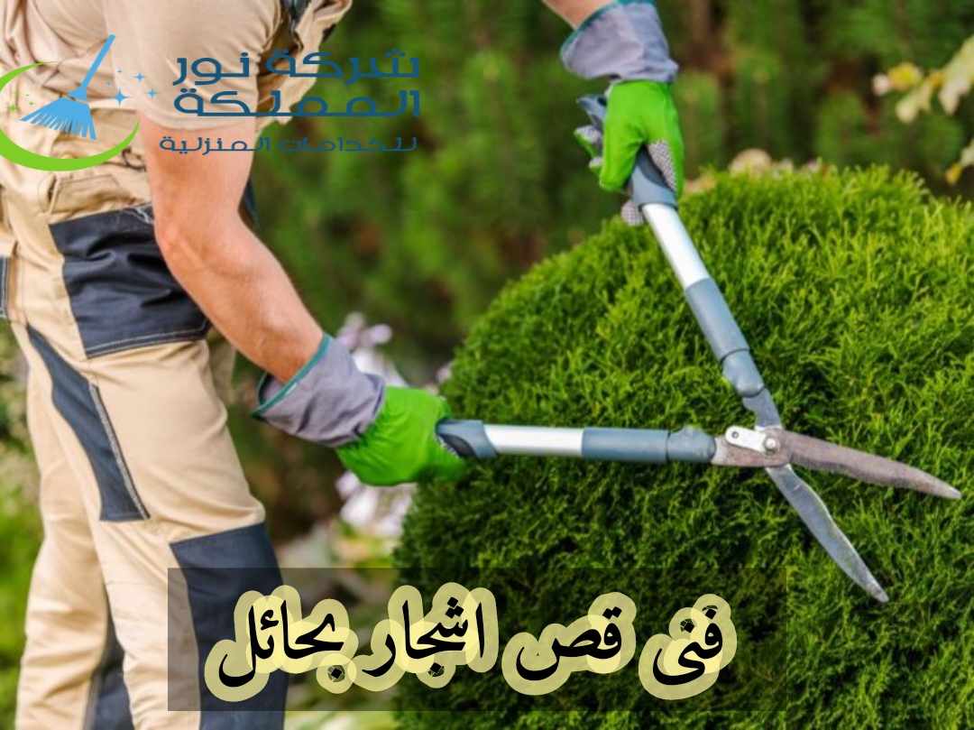فنى قص إزالة أشجار بحائل