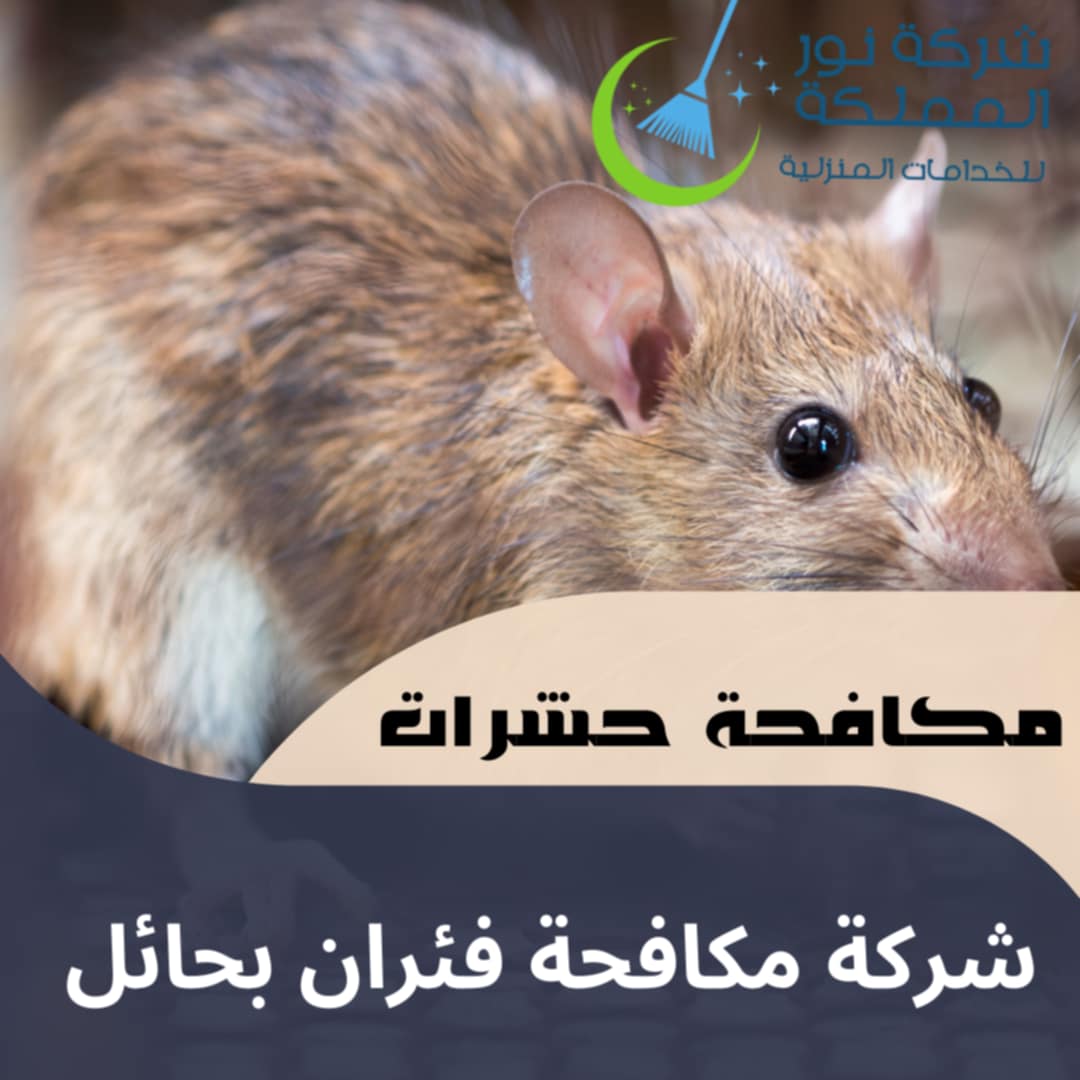 شركة مكافحة فئران بحائل